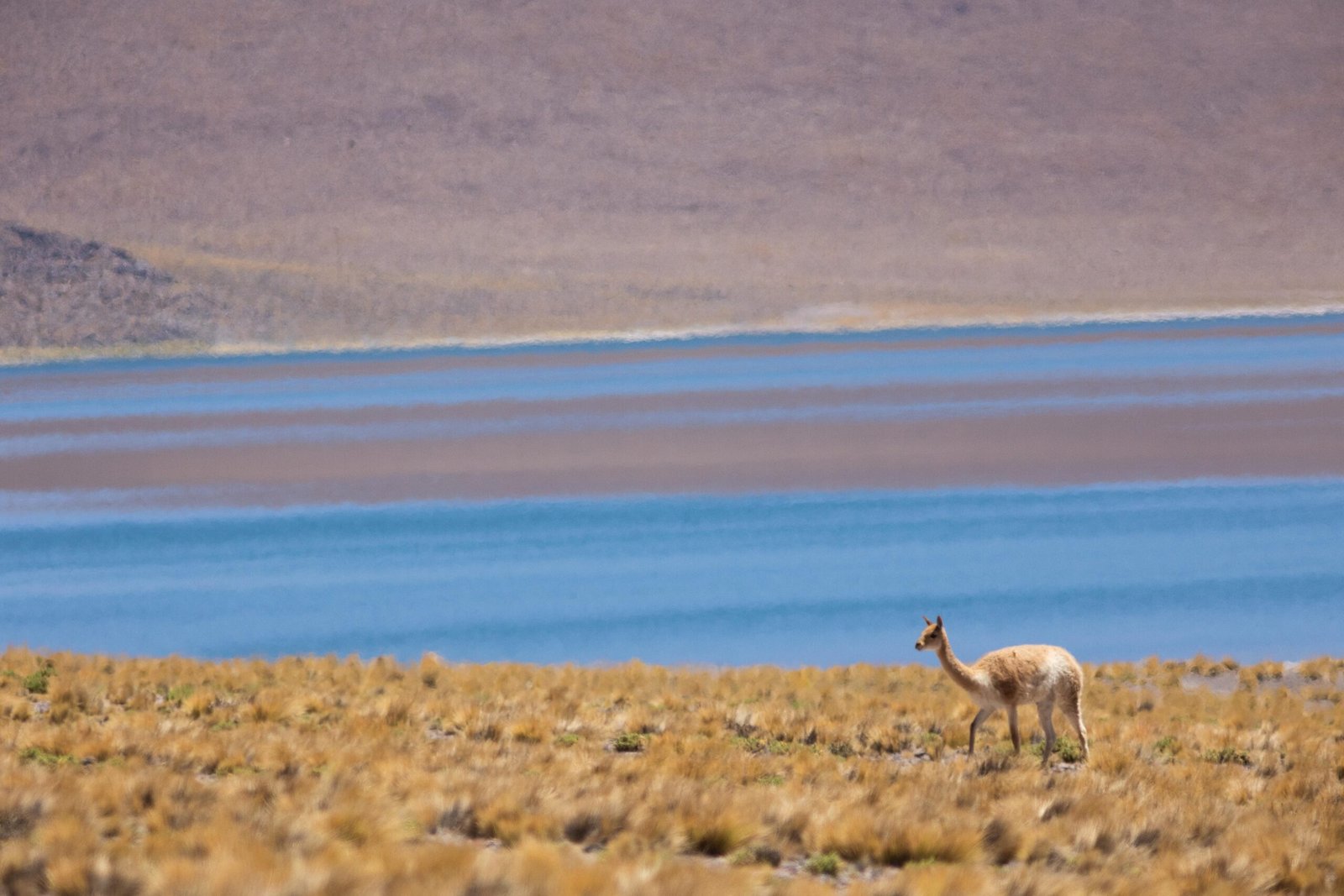 Fabricio-Zago-Atacama-51-compressed-scaled.jpg