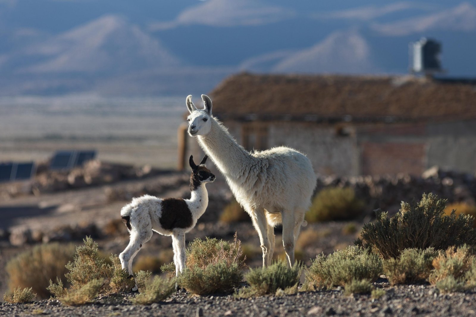 Fabricio-Zago-Uyuni-15-scaled.jpg